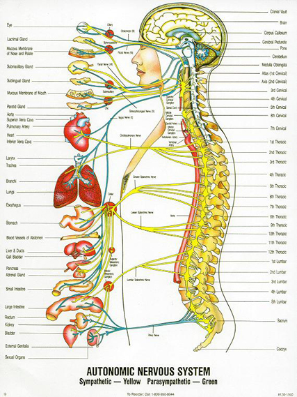 Chiropractic